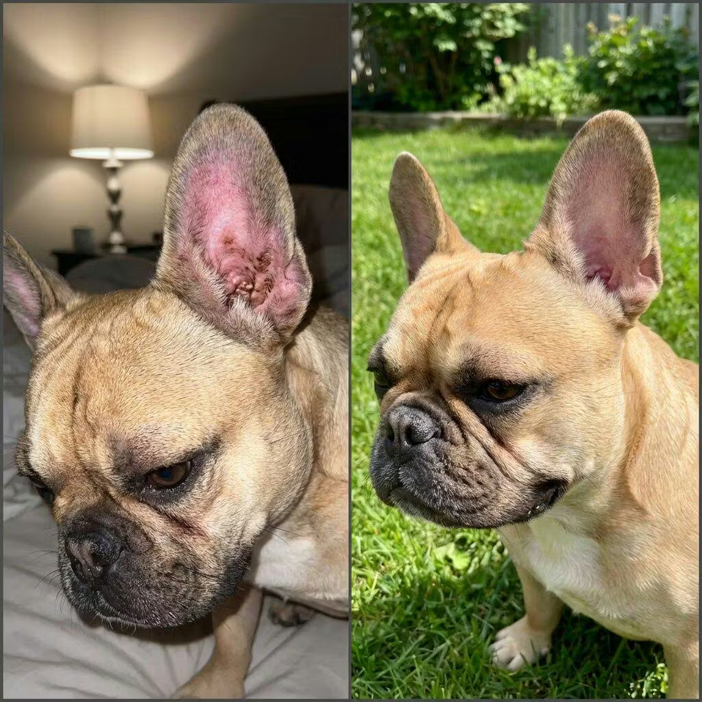 DermiClear™️ Alivia la Picazón y Equilibra la Flora Intestinal